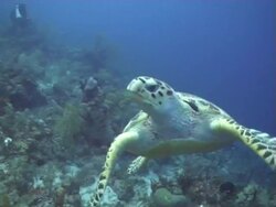 Turtle Swimming Stock Footage