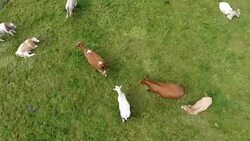 Following a cow and her calf in the field Stock Footage