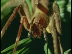 CU of spider, South America Stock Footage