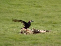 Vulture and Sheep Carcass Stock Footage