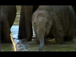 Elephants (Elephas maximus) with calfs drinking in water hole, Nagarahole, Southern India Stock Footage