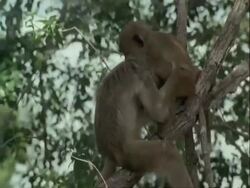 MS pair of Yellow Baboons, Papio cynocephalus, playing in trees, Tanzania Stock Footage