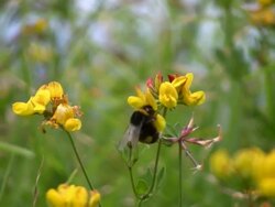 Bumble Bee on Flower Stock Footage