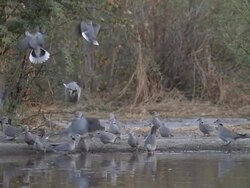 CU SLO MO Shot of Collard doves drinking from water hole then takking off  / Central Kalahari Game Reserve, Botswana Stock Footage