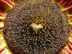 CU Shot of honeybee (Apis mellifera) gathering pollen on dark sunflower / Valparaiso, Indiana, United States Stock Footage