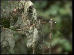 Huge spiderweb found in Texas Instructional Video