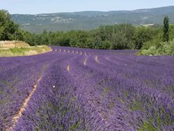 WS View of Lavender Field / St. Remy de Provence, Provence, France Stock Footage