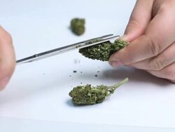 Marijuana Stock Footage