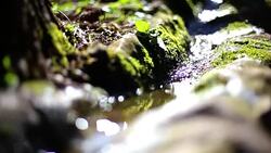 Creek Water Stock Footage