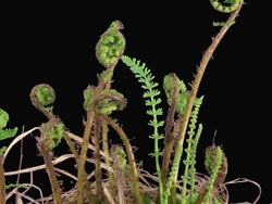 T/L of growing fern (kingdom: Plantae, division: Pteridophyta) plants and uprolling young frond. This clip includes a transparent background. Clip isolated on black is also available Stock Footage