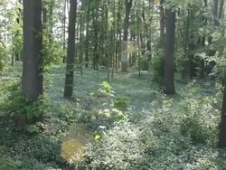 Aerial W/S, Atmospheric Forest in Spring Stock Footage