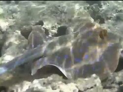 Sharm El Sheikh, Red Sea, Egypt, bluespotted ribbontail ray (Taeniura lymma) gliding over rocky reef. Stock Footage