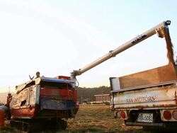 MS View of Farmers setting threshing machine in motion to threshrice at field / Hongcheon, Gangwondo, South Korea Stock Footage