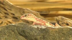 A gecko perches on a rock and looks over its edge. Stock Footage