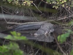 Alligator mississippiensis continues its move into the river Stock Footage