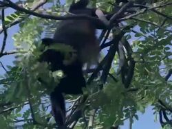 MS Howler monkey eating pink flower on tree / Guanacaste, Costa Rica Stock Footage