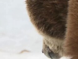 CU TS SLO MO Grizzly bear walking in snow / Livingstone, Montana, United States Stock Footage