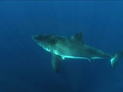 Medium Long Shot pan-left - Sunbeams dapple a great white shark. Stock Footage