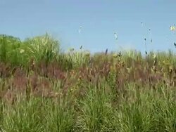 MS View of waving grass field / Koblenz, Rhineland-Palatinate, Germany Stock Footage