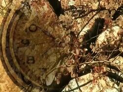 Sakura and Time Stock Footage
