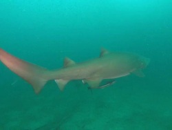 Sandtiger Ragtooth shark, North Carolina, Atlantic Ocean  Stock Footage