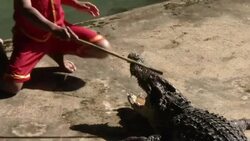 Crocodile Wrestling in Thailand Stock Footage