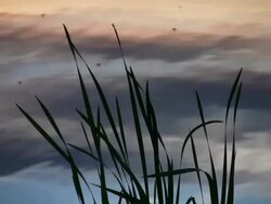 PAL: Grass at the lake Stock Footage