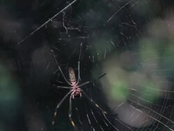 spider in web Stock Footage