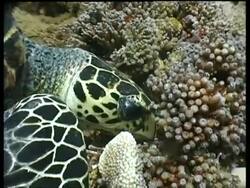 CU Hawksbill Turtle foraging on reef with beak, side view, Layang Layang, Malaysia Stock Footage