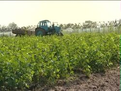 Agriculture. Stock Footage