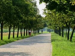 HD: Jogging In The Park Stock Footage