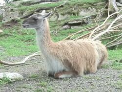 Guanaco. Stock Footage