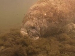 Manatee sleeping, nose buried in algae, Florida, North Atlantic Ocean  Stock Footage