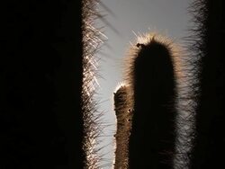 CU PAN Silhouetted Cardon Grande Cactus, Echinopsis species atacamensis in Atacama desert / San Pedro de Atacama, Norte Grande, Chile Stock Footage