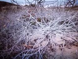 Plants of the sand dune Stock Footage