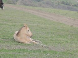 foal resting on the meadow Stock Footage