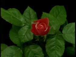 T/L flower - CU pink bud opening to pale Rose then dying, from above, natural background Stock Footage