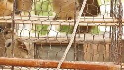 bird cage Stock Footage