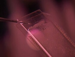 Close Up static - A pipette delivers a viscous liquid onto a slide. / Seattle, WA Stock Footage