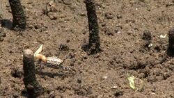 Fiddler crab dances Stock Footage