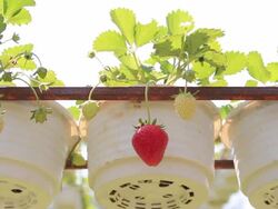 Strawberry farm, dolly shot Stock Footage