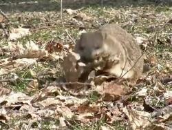Nesting Groundhog Stock Footage