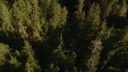 A creek winds through a dense evergreen forest. Stock Footage