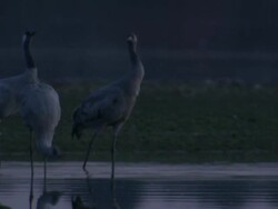 European Cranes (Grus grus) drinking, feeding, close up, Dehesa, Extremadura, Spain Stock Footage