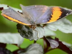 Butterfly perching on a leaf Stock Footage