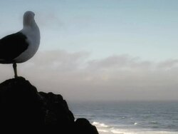 Seagull at Ocean Beach Stock Footage