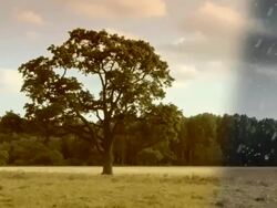 Four Seasons - loop. HD Stock Footage