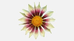 Sun Flower - Gazania blooming in a time lapse video on a white background. Alpha channel included. Stock Footage