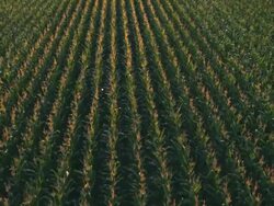 MS AERIAL TU Shot of Cornfield / Fort Colins, Coloarado, United States Stock Footage
