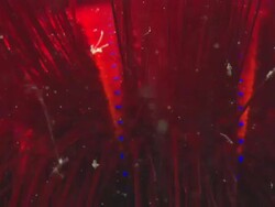 Fire urchin, glow red, blue spots. Indonesia  Stock Footage